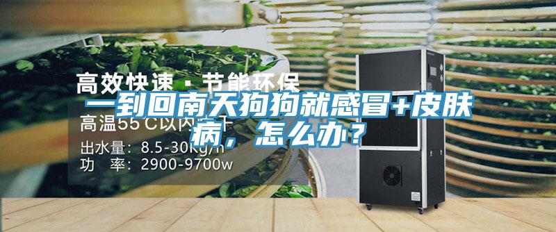 一到回南天狗狗就感冒+皮膚病，怎么辦？