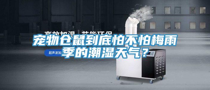 寵物倉鼠到底怕不怕梅雨季的潮濕天氣？