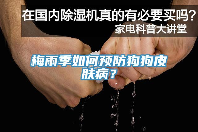 梅雨季如何預(yù)防狗狗皮膚??？