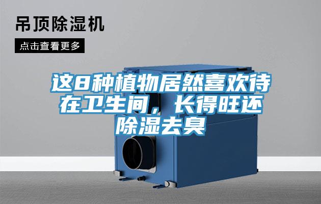 這8種植物居然喜歡待在衛(wèi)生間，長得旺還除濕去臭