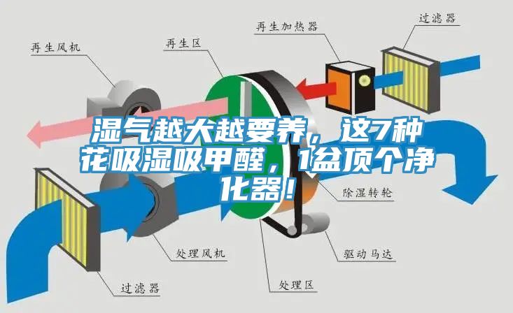 濕氣越大越要養(yǎng)，這7種花吸濕吸甲醛，1盆頂個(gè)凈化器！