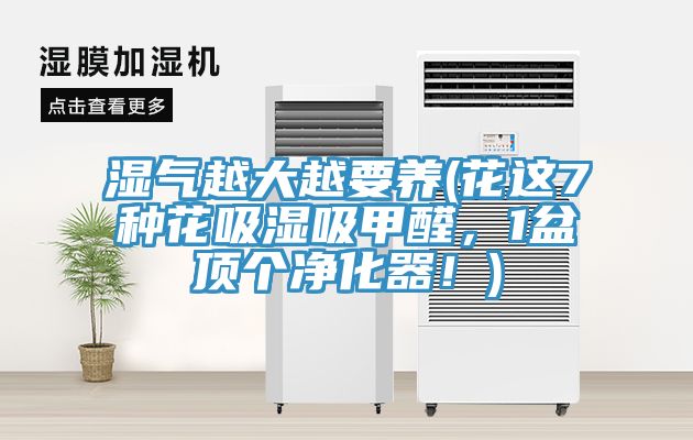 濕氣越大越要養(yǎng)(花這7種花吸濕吸甲醛，1盆頂個(gè)凈化器！)